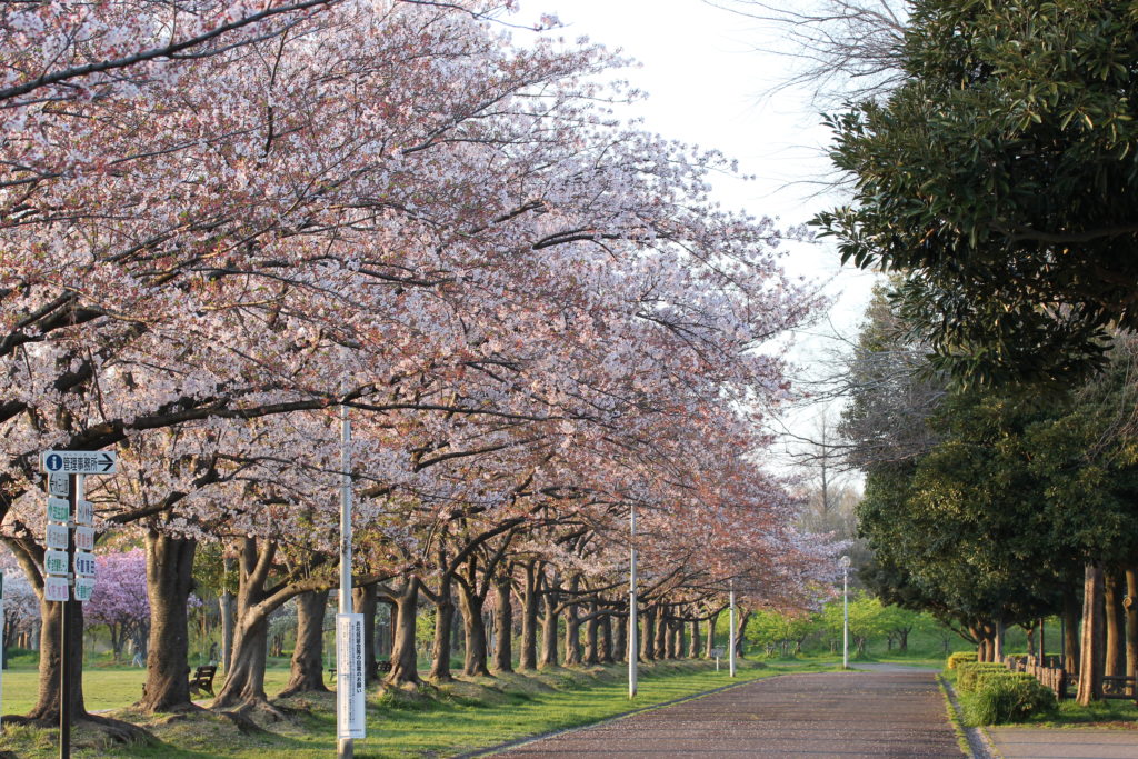 みさと公園 桜